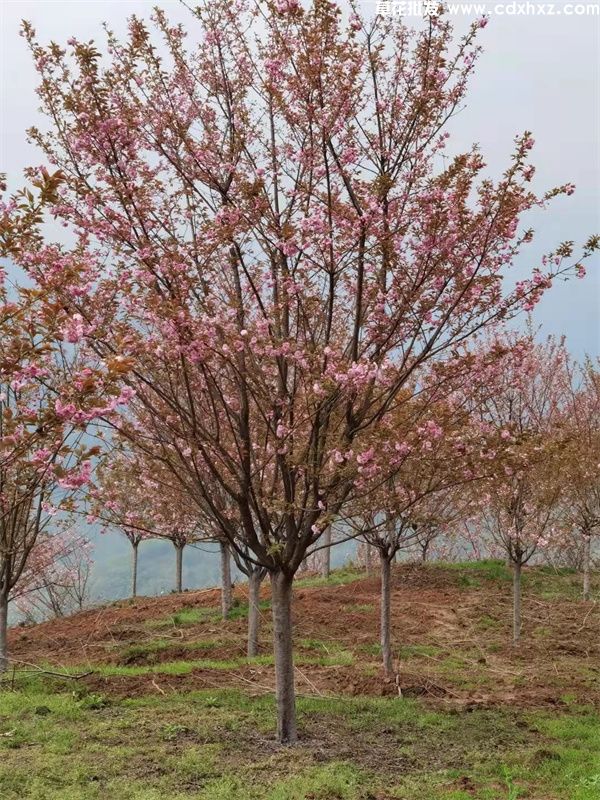 櫻花樹(shù)