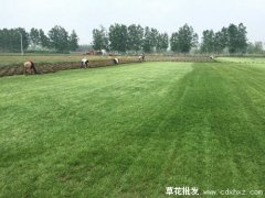 馬尼拉草坪