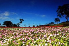 雛菊花海