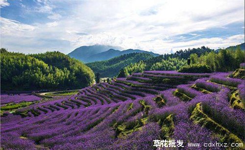 馬鞭草花海