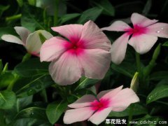 長春花