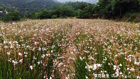 千鳥花